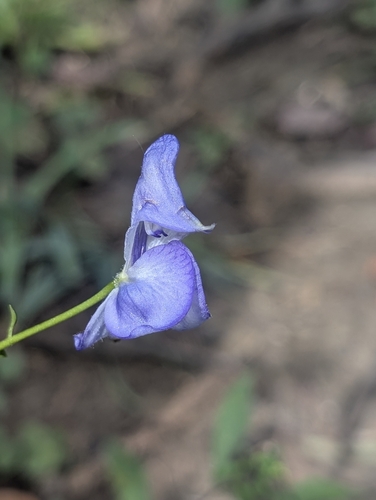 Aconitum uncinatum, photograph 2