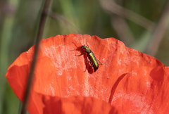 Psilothrix viridicoerulea