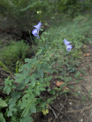 Aconitum uncinatum, photograph 3