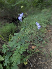 Aconitum uncinatum, photograph (c) Harrison West, some rights reserved (CC BY)