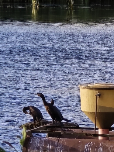 Great Cormorant