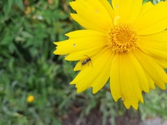 Pseudalosterna misella