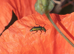 Psilothrix viridicoerulea