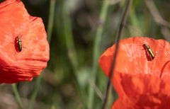 Psilothrix viridicoerulea