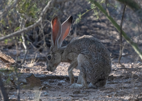 Antelope Jackrabbit observed by jnate309