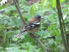 Fringilla coelebs