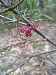Grevillea diffusa constablei