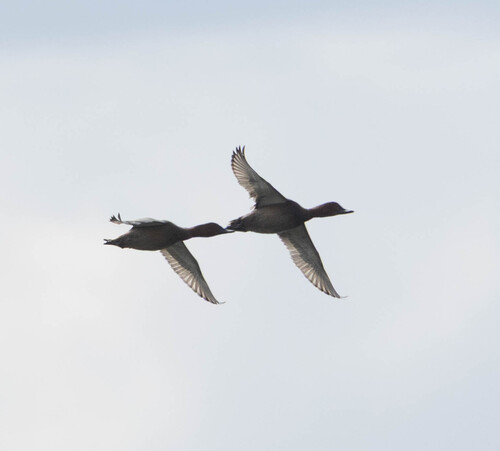 Common Pochard