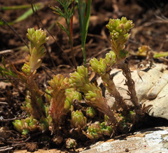 Sedum laconicum