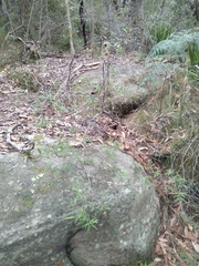 Grevillea diffusa constablei