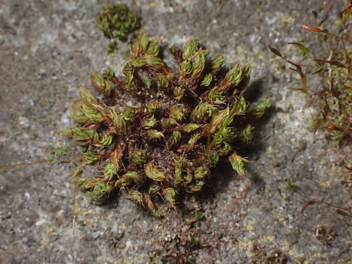 Pseudocrossidium crinitum