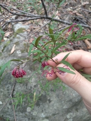 Grevillea diffusa constablei