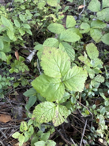 Stone Bramble