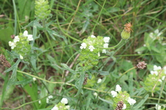 Prunella laciniata, photograph (c) Edmundas Greimas, some rights reserved (CC BY)