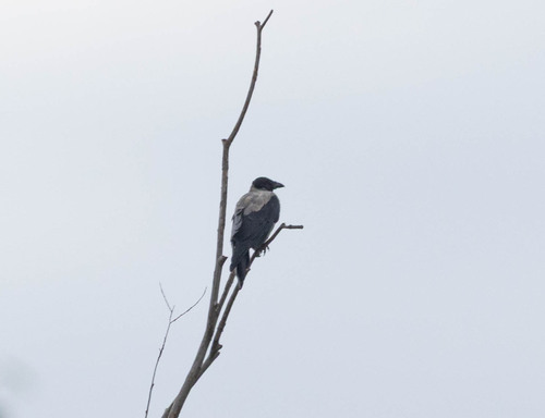 Hooded Crow