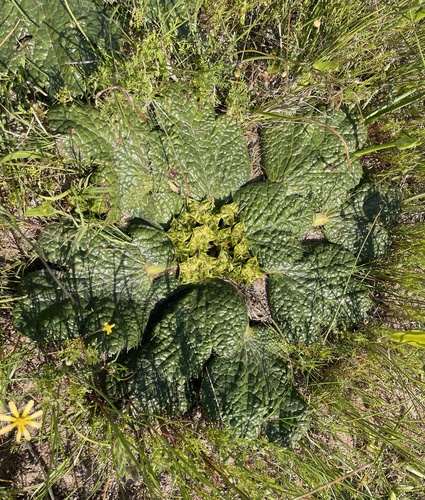 Arctopus echinatus
