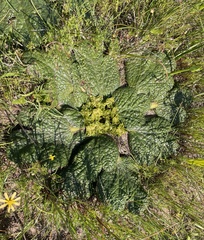 Arctopus echinatus