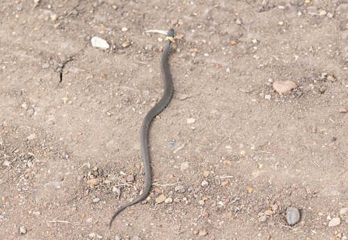 grass snake