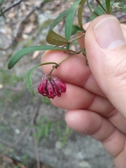 Grevillea diffusa constablei