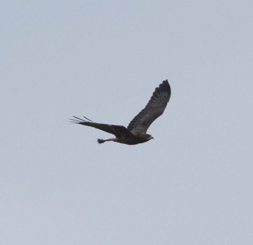 European Honey-buzzard