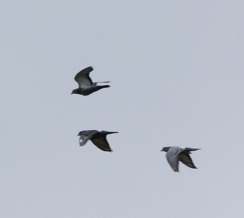 Feral Pigeon