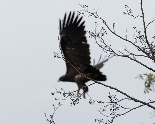 Greater Spotted Eagle
