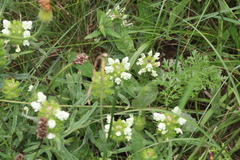 Prunella laciniata, photograph (c) Edmundas Greimas, some rights reserved (CC BY)