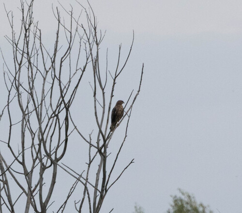 Common Buzzard