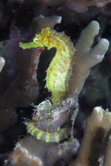 Hippocampus comes