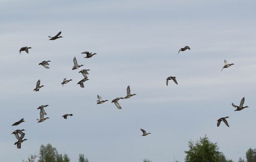 Gadwall