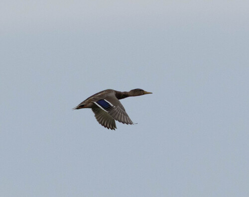 Mallard