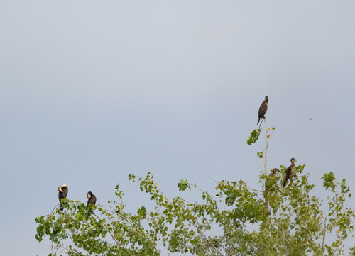 Great Cormorant