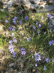 Sisyrinchium mucronatum