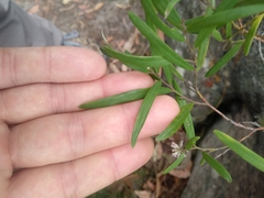 Grevillea diffusa constablei