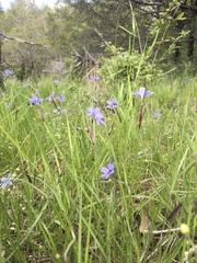 Sisyrinchium mucronatum