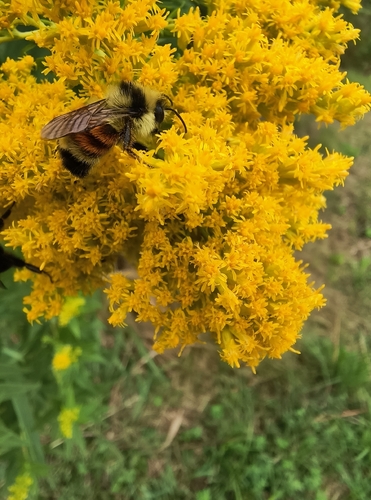 Tricolored Bumble Bee