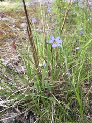 Sisyrinchium mucronatum