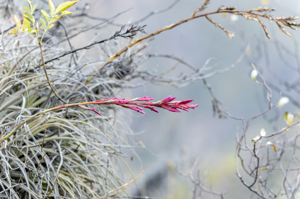 Tillandsia latifolia; photograph (c) David F. Belmonte, some rights reserved (CC BY)