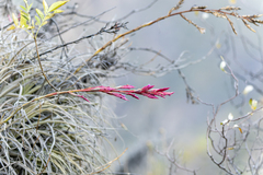 Tillandsia latifolia