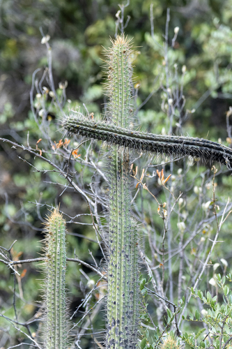 Cleistocactus morawetzianus
