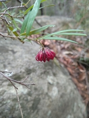 Grevillea diffusa constablei