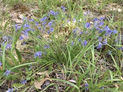 Sisyrinchium mucronatum