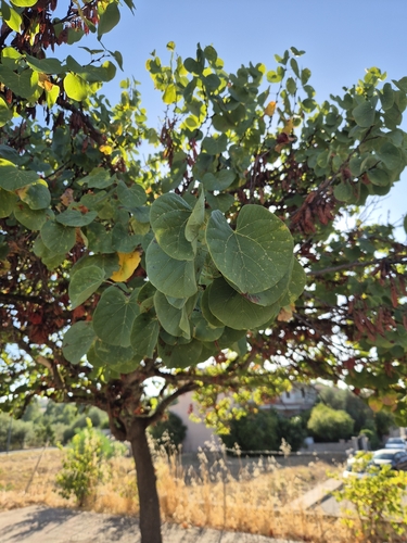 Judas-tree
