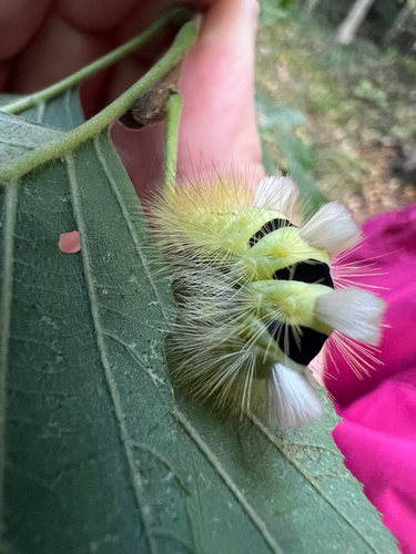 Pale Tussock Moth