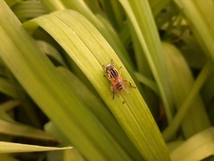 Mesembrius peregrinus