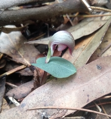 Corybas aconitiflorus