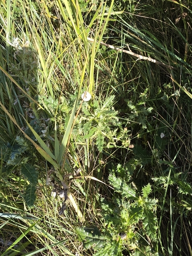Eastern Heath Snail