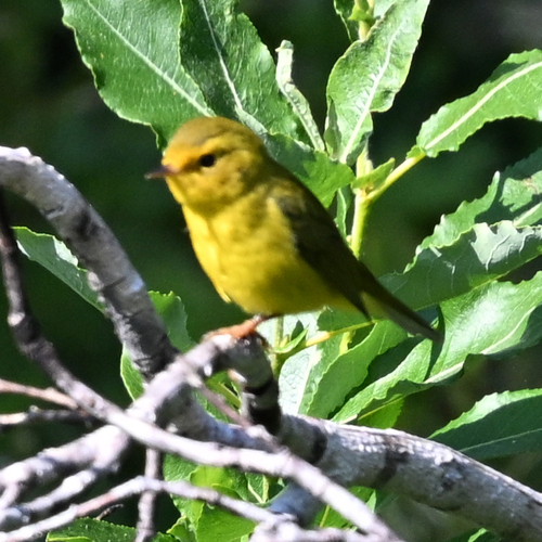Wilson's Warbler