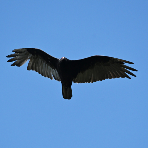 Turkey Vulture