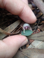 Corybas aconitiflorus